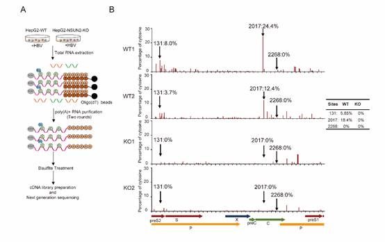 图示, 示意图描述已自动生成