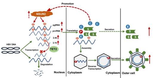 图示描述已自动生成